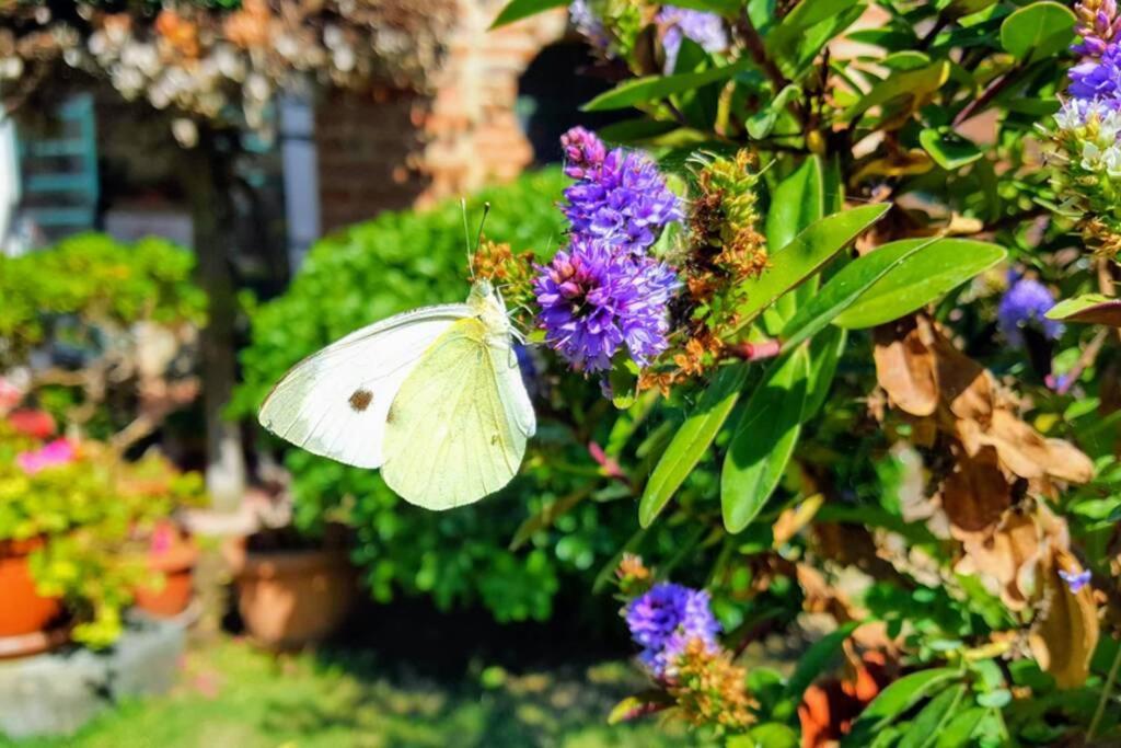 Апартаменти Bellavista La Tua Romantica Vacanza Sul Trasimeno Кастільйоне-дель-Лаго Екстер'єр фото